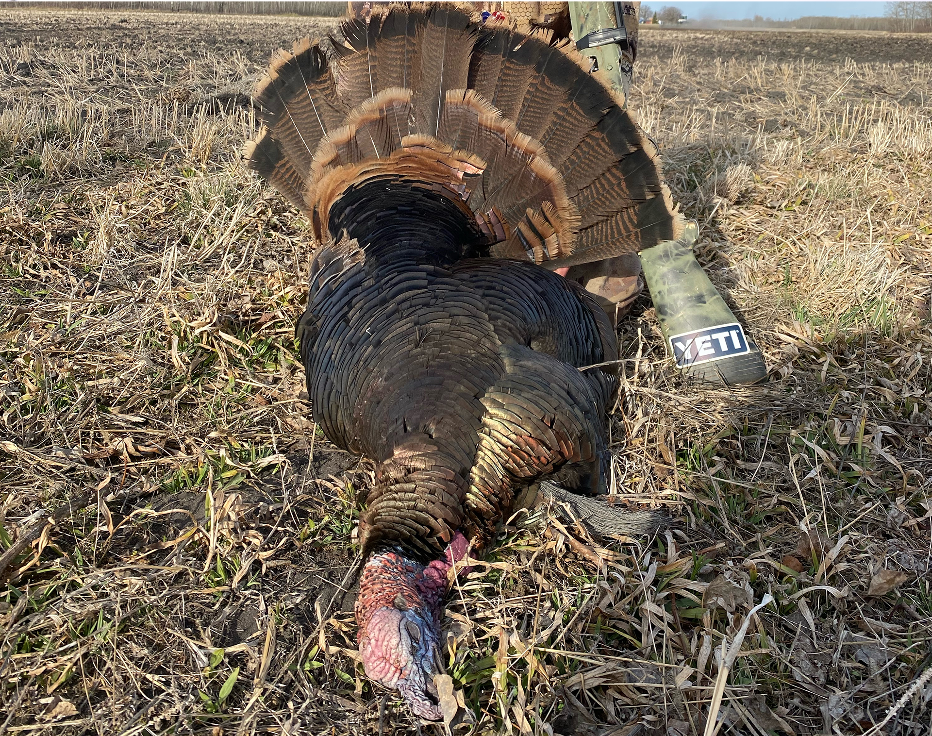 “Chasing Wild Turkeys” coming up on Prairie Sportsman