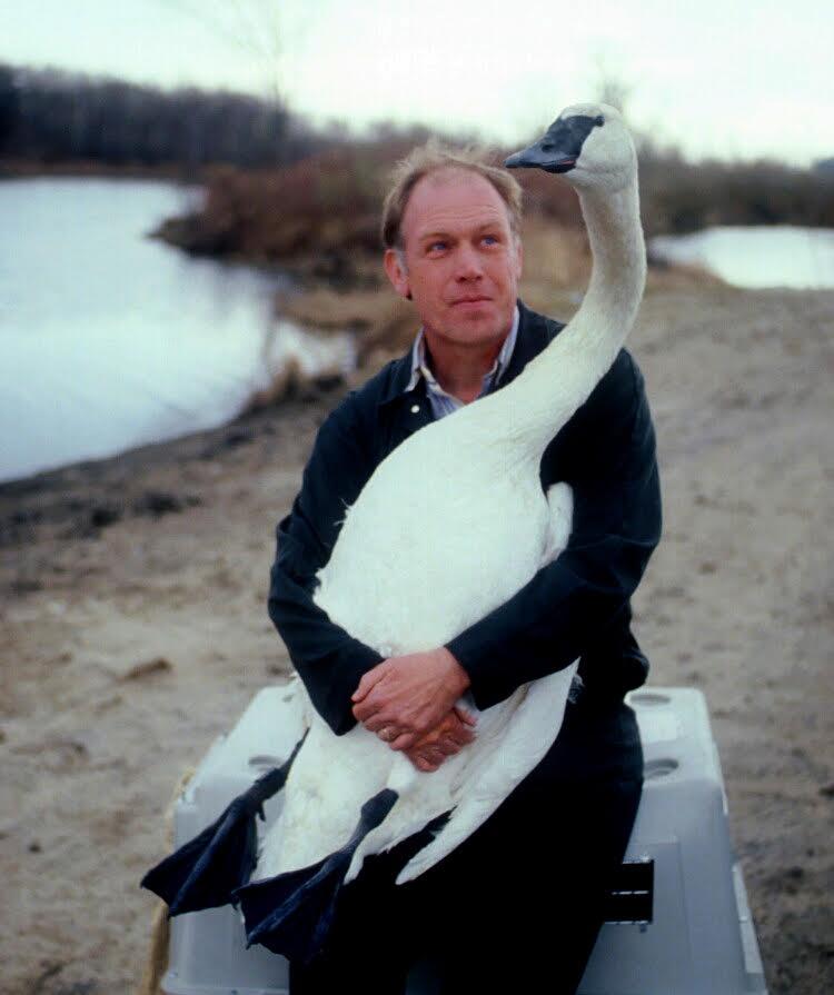 Carrol Henderson with a trumpeter swan he released in 2011.