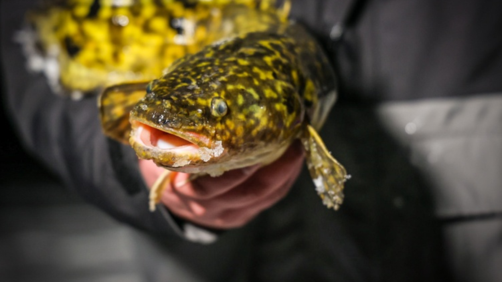 eelpout, a freshwater cod  known for its lobster-like flavor
