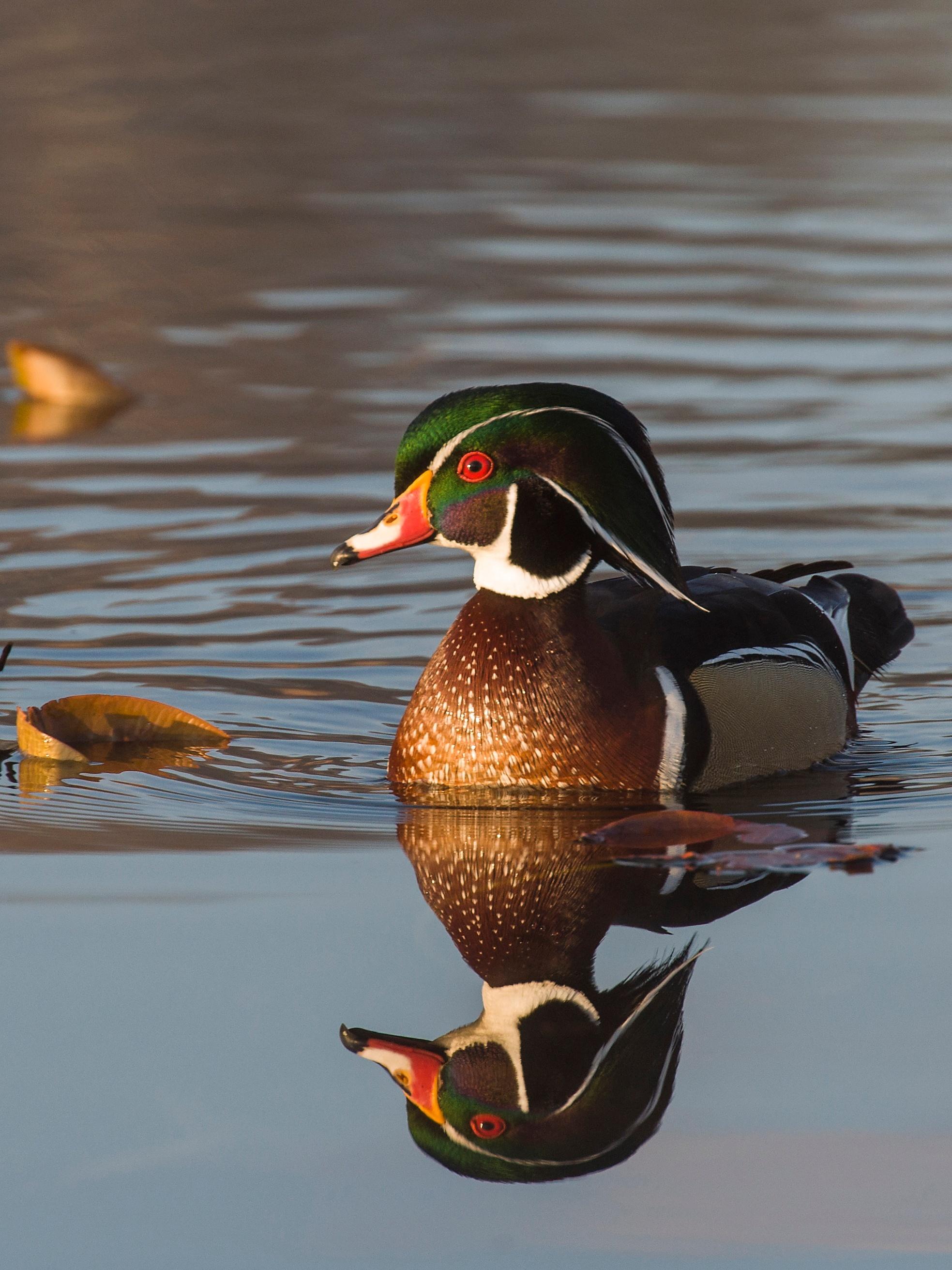 Wood duck-photo credit: Wildlife photographer Steve Oehlenschlager