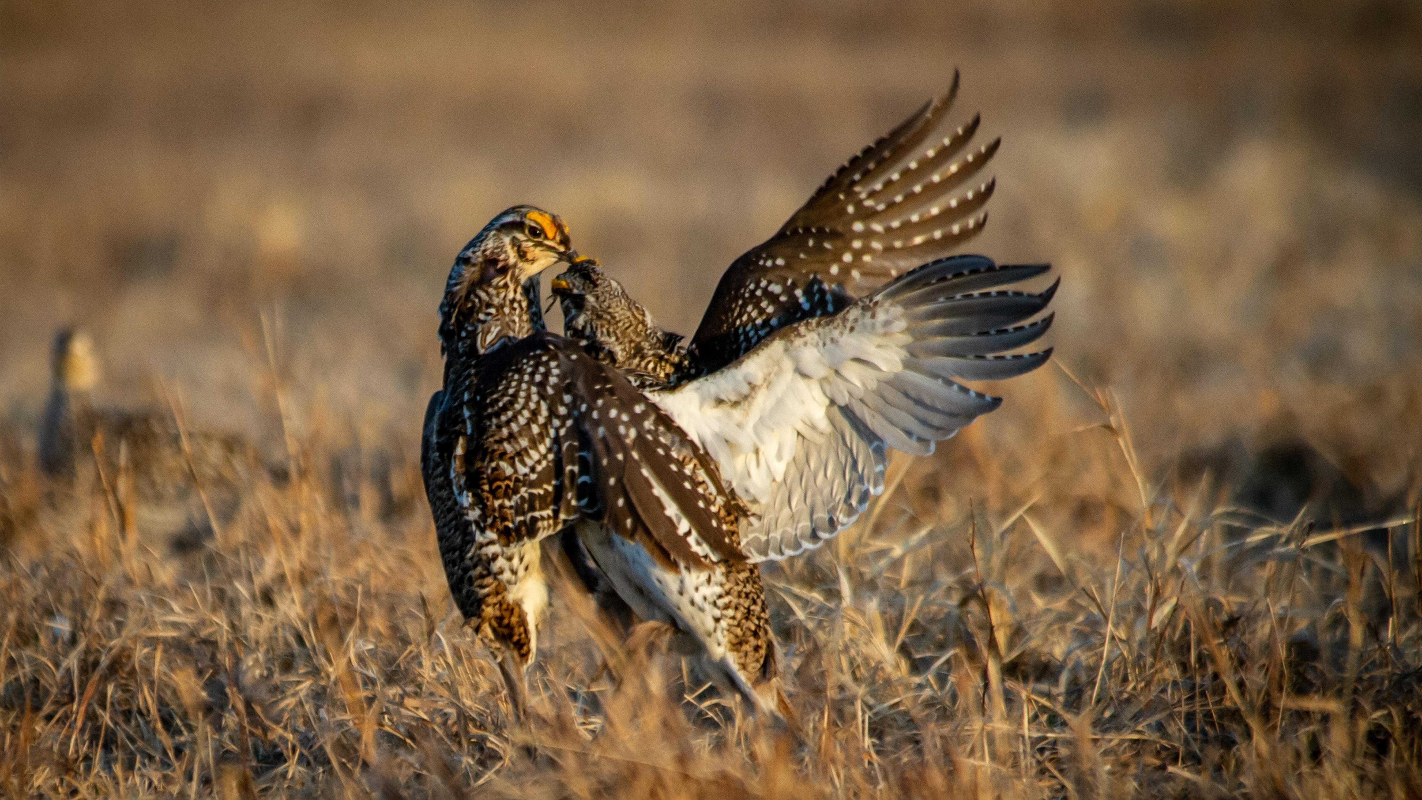 Two sharp-tailed grouse.