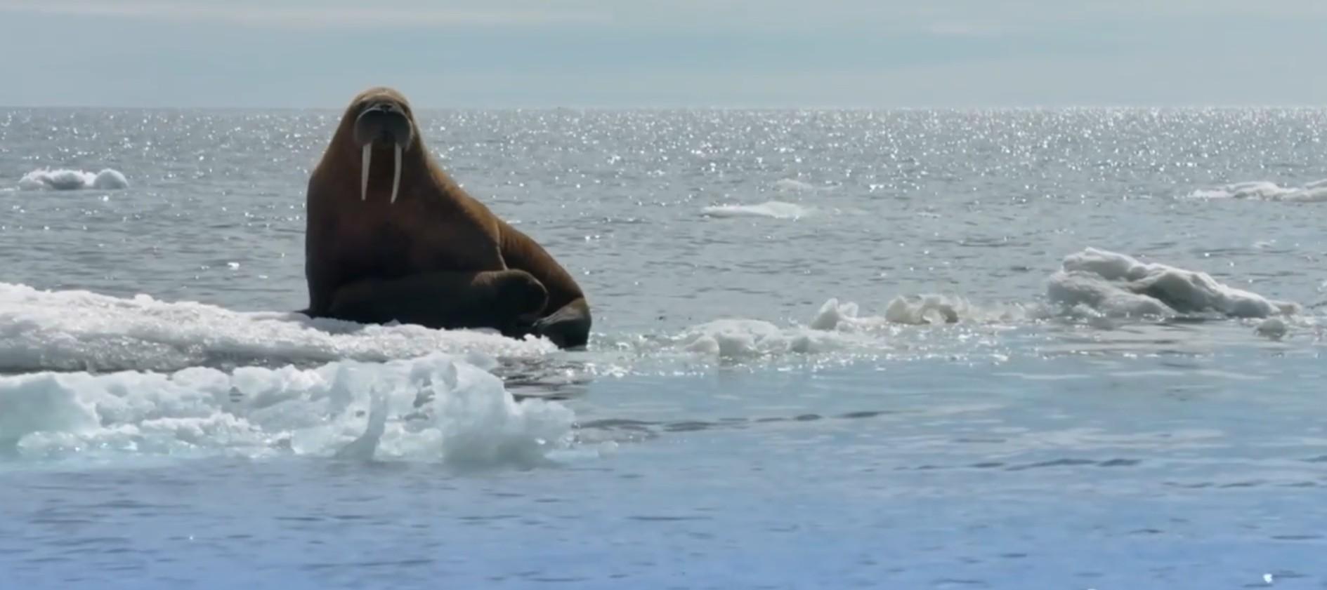 Image shows an adult walrus lounging on a small piece of arctic ice. A baby walrus cuddles close.