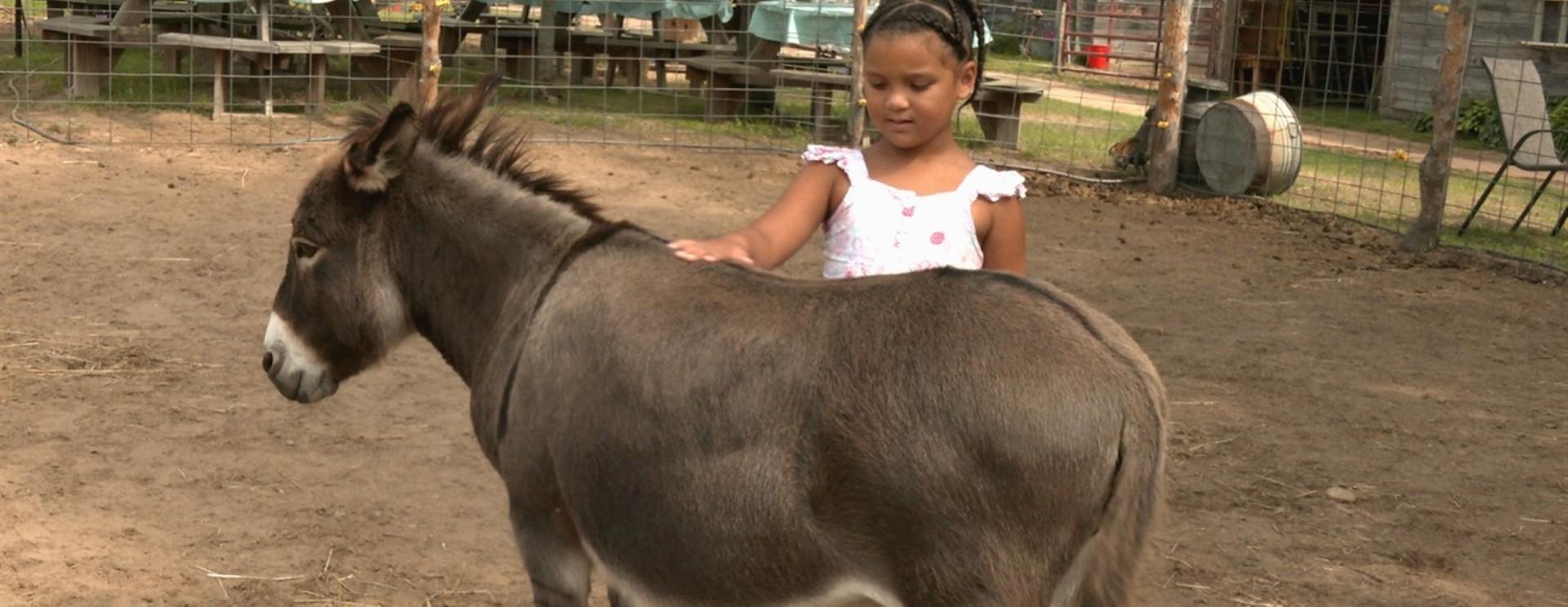 Child pets a donkey