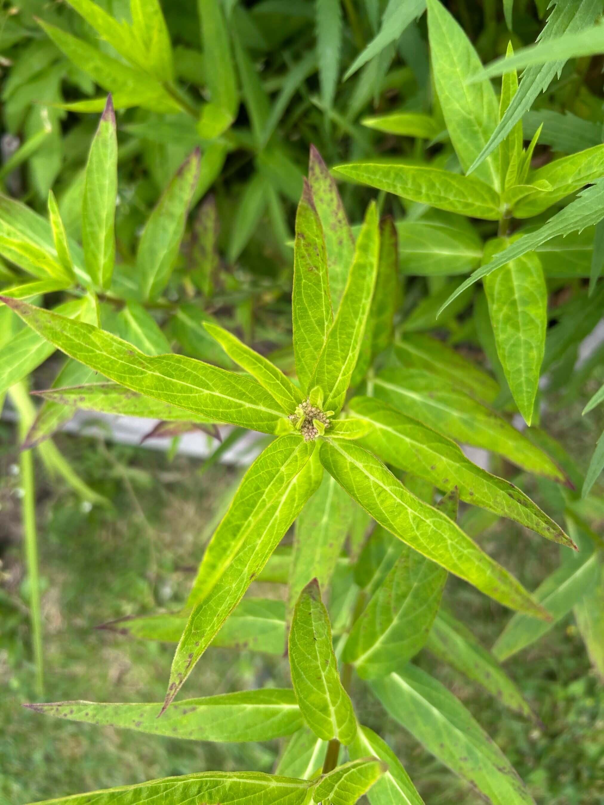 Grid image