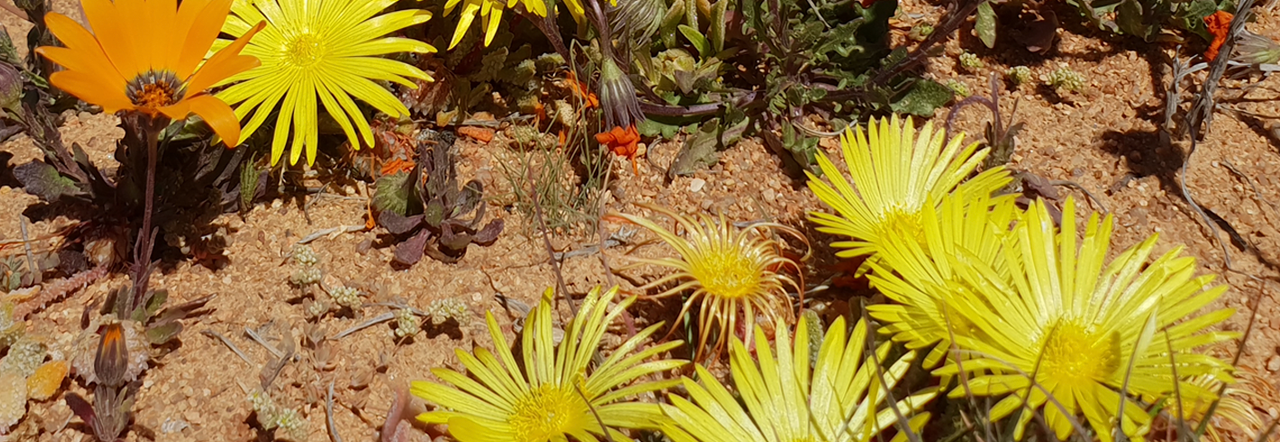 Bright yellow and orange flowers grow in a desert