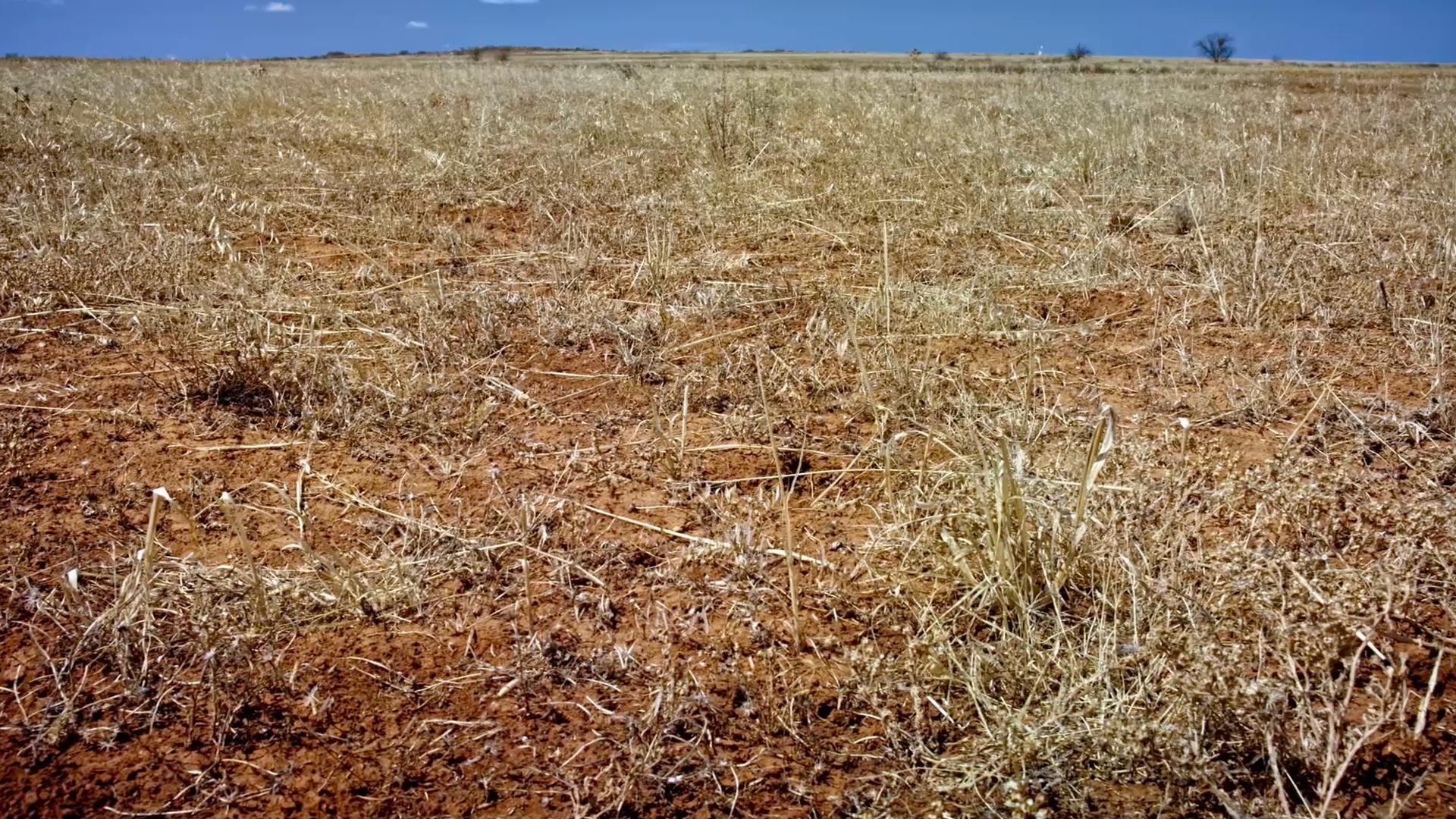 Watch a dried-out 'resurrection plant' unfurl in water - CNET