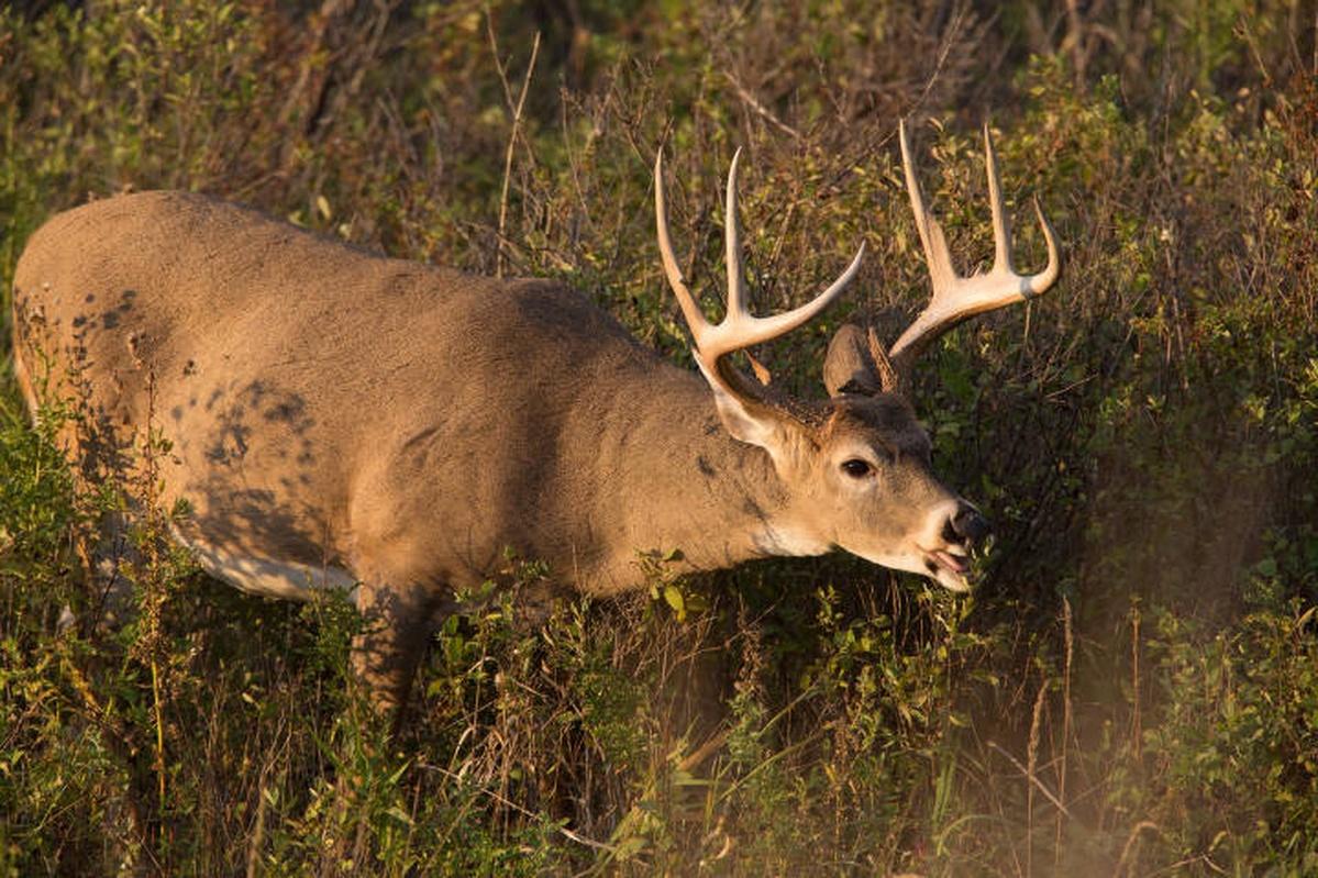 Wildlife officials encourage hunters to harvest more deer amid ...