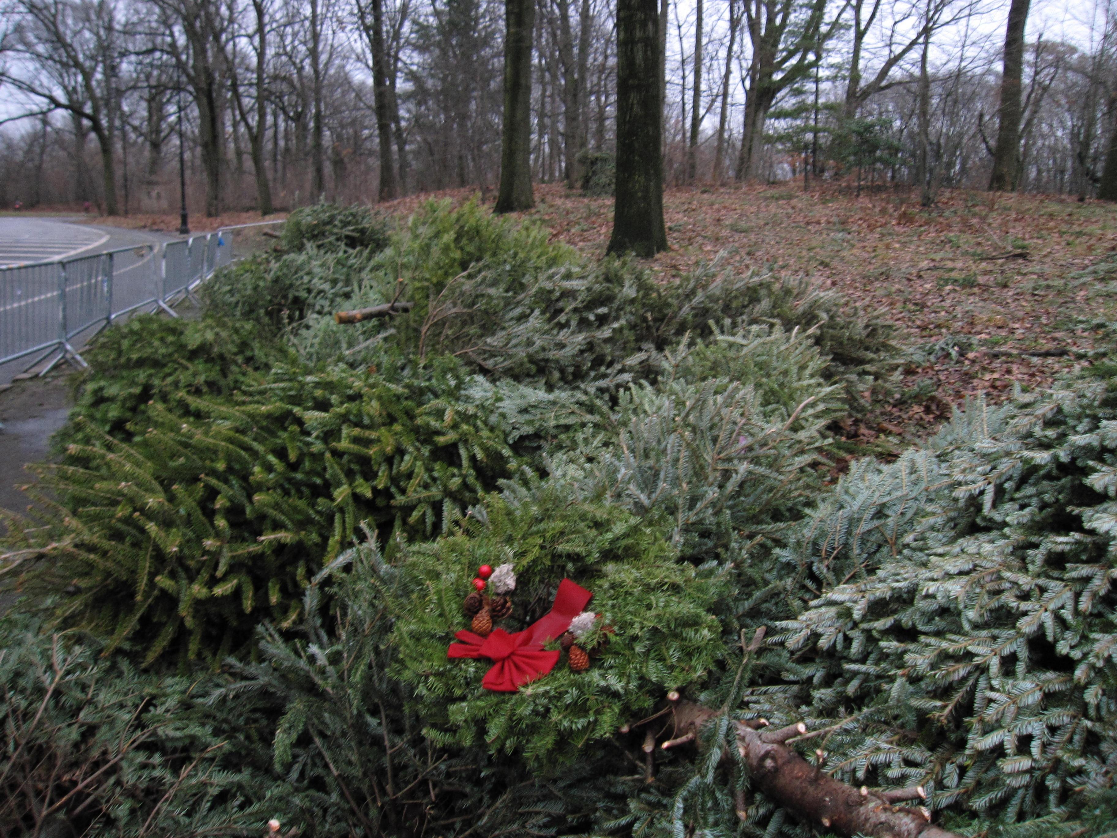 A pile of live Christmas trees and wreaths lies on the ground at a park.