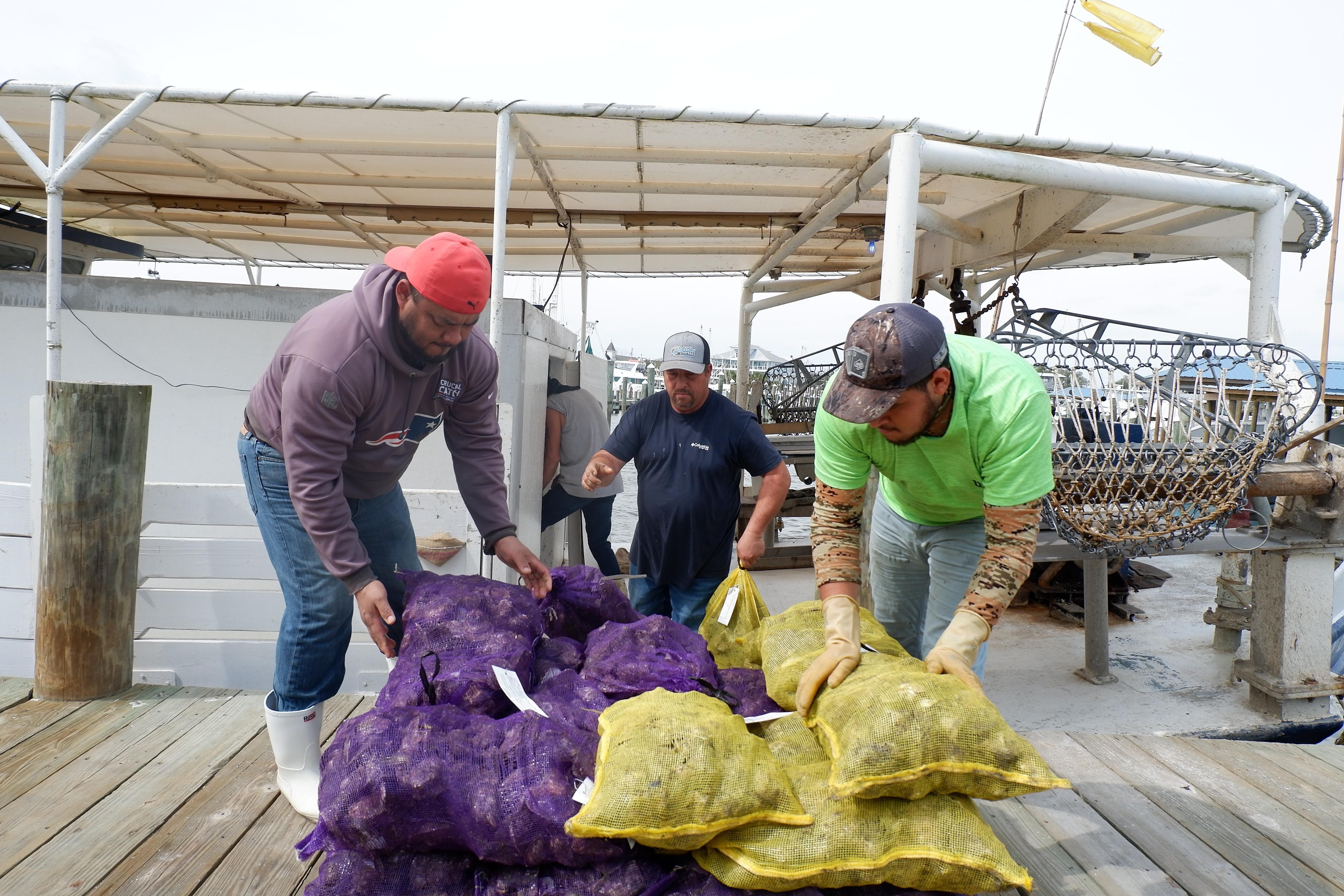 Three fishermen unload sacks of oysters from a boat onto a shipping pallet laid on a dock.
