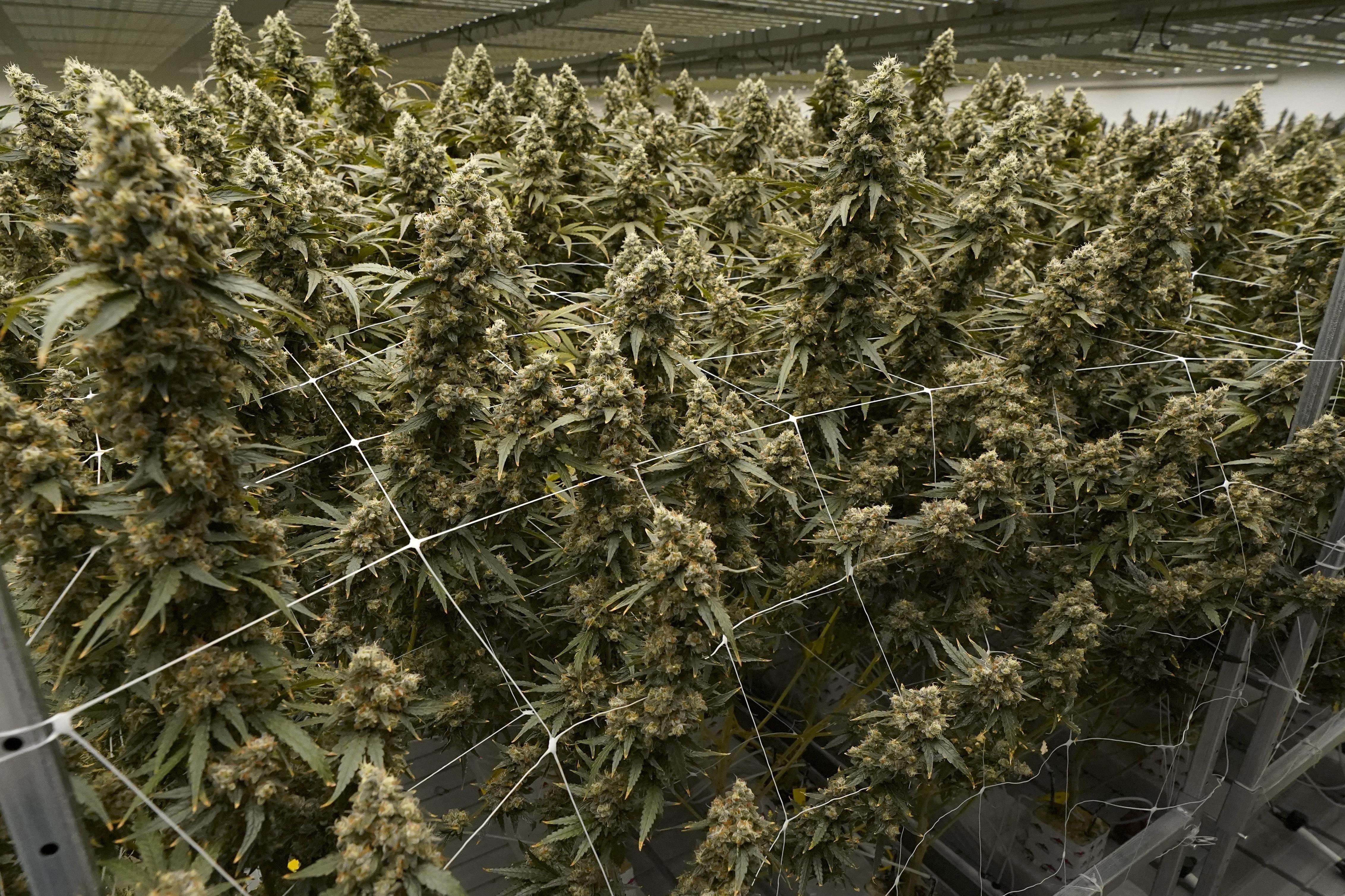 Medical marijuana plants stand in a greenhouse.