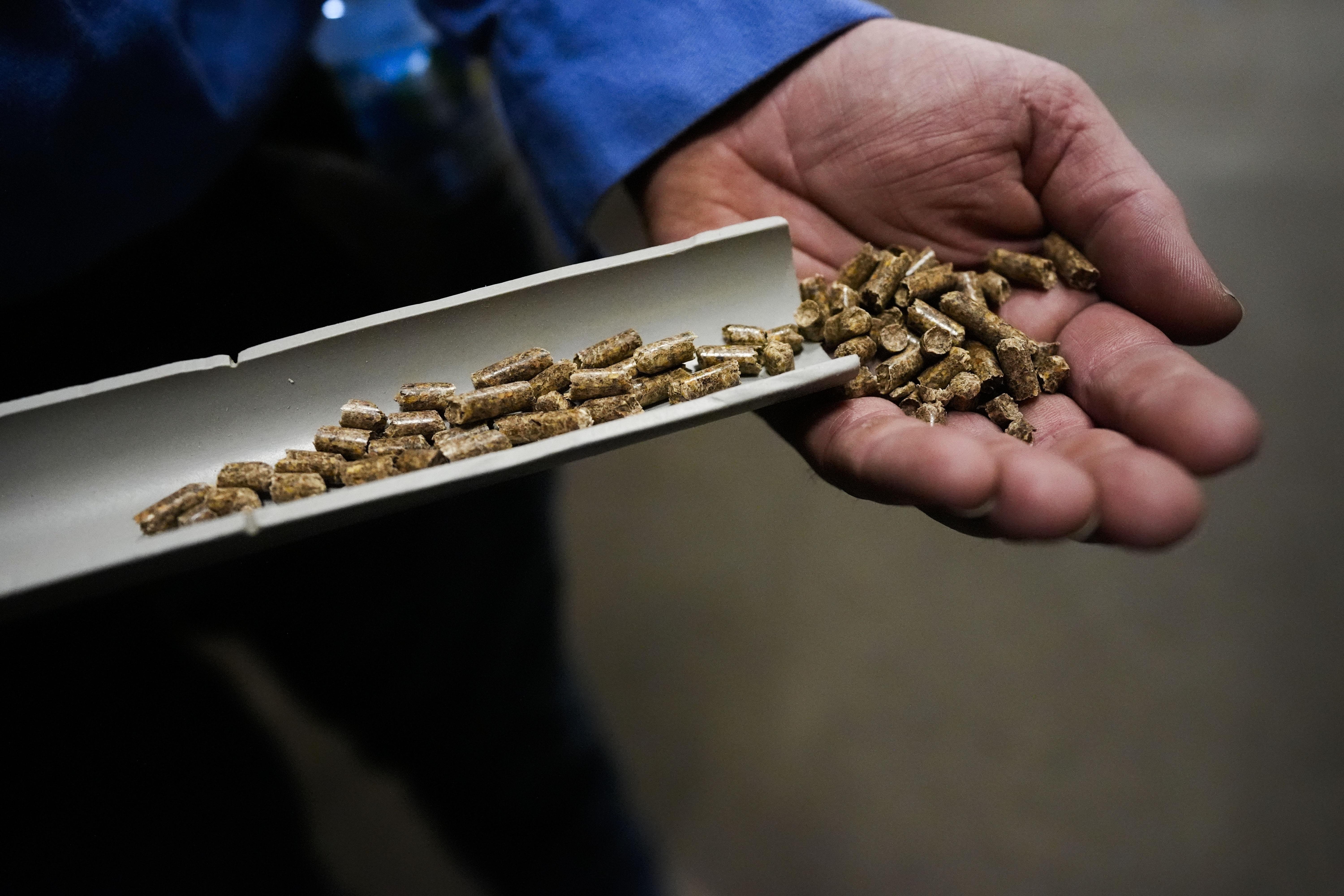 A man holds wood pellets from a British owned plant in Mississippi.
