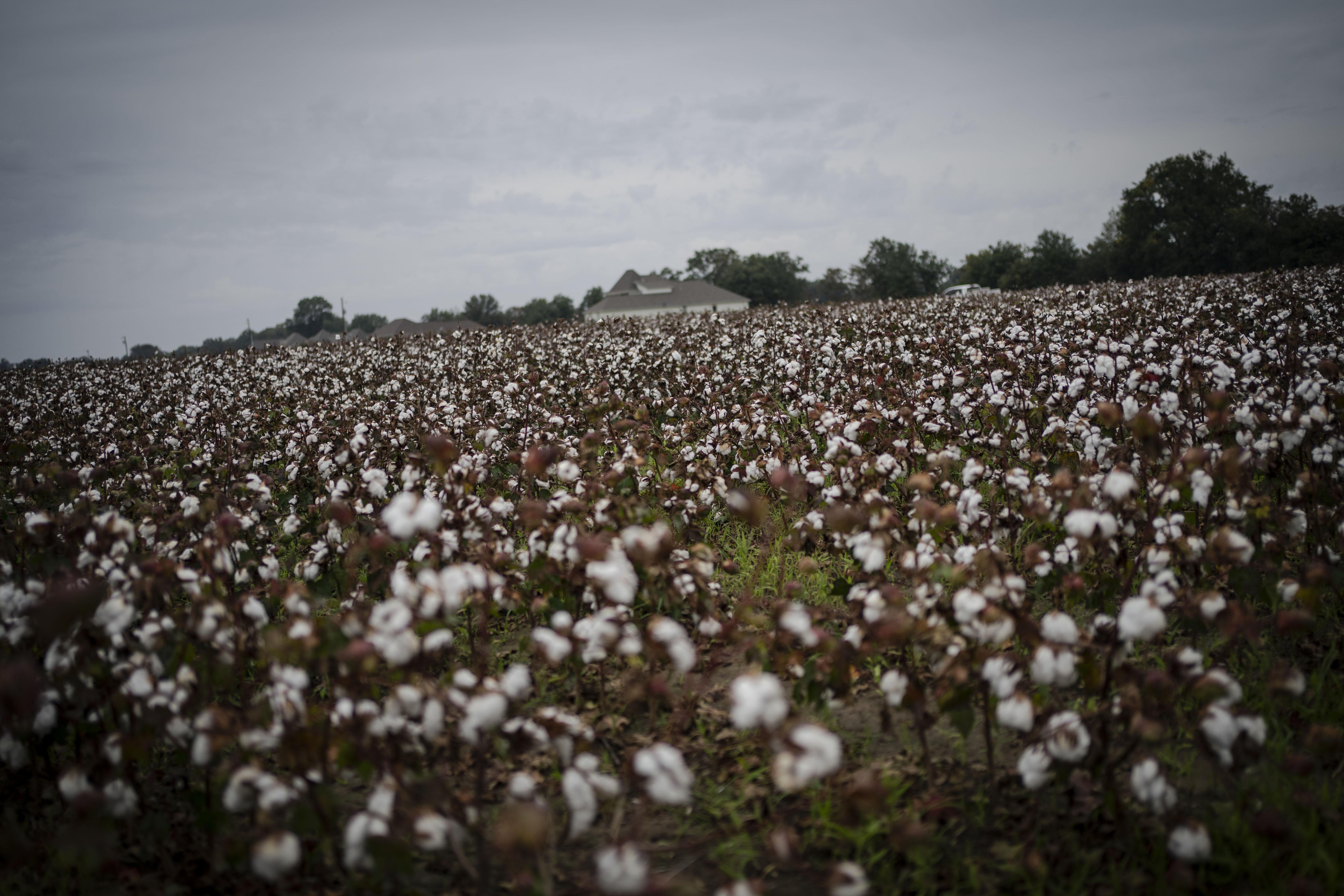 Cotton crops are seen with a house in the distance.