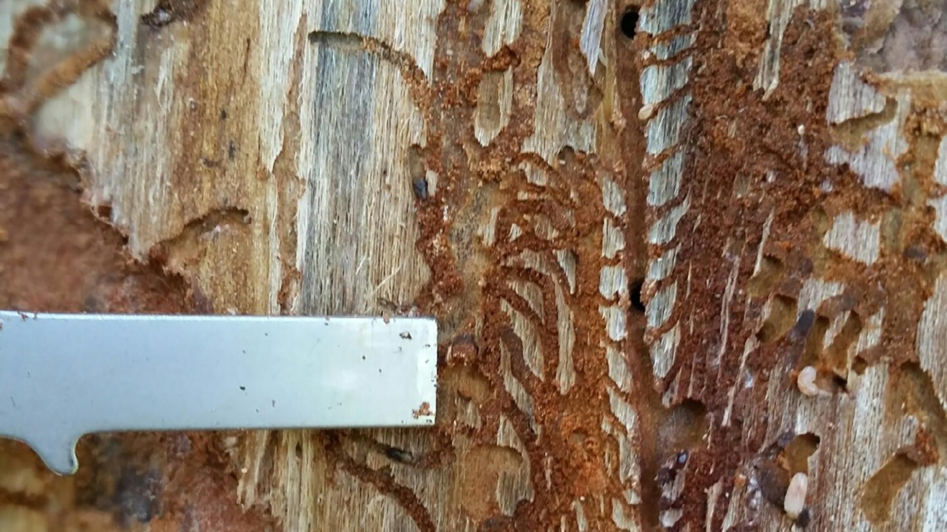 The best way to tell if a tree is infected with Ips beetles is to remove the bark around a pitch tube and inspect the underside of the bark for the galleries they dig.