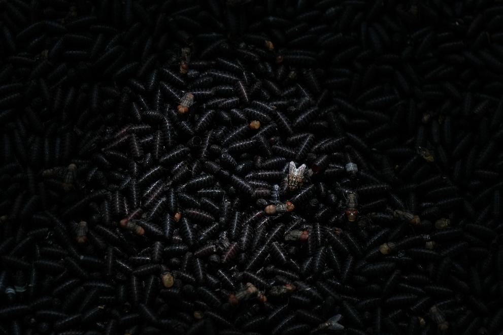 USDA addresses efforts to fight spread of New World Screwworm following new detections
