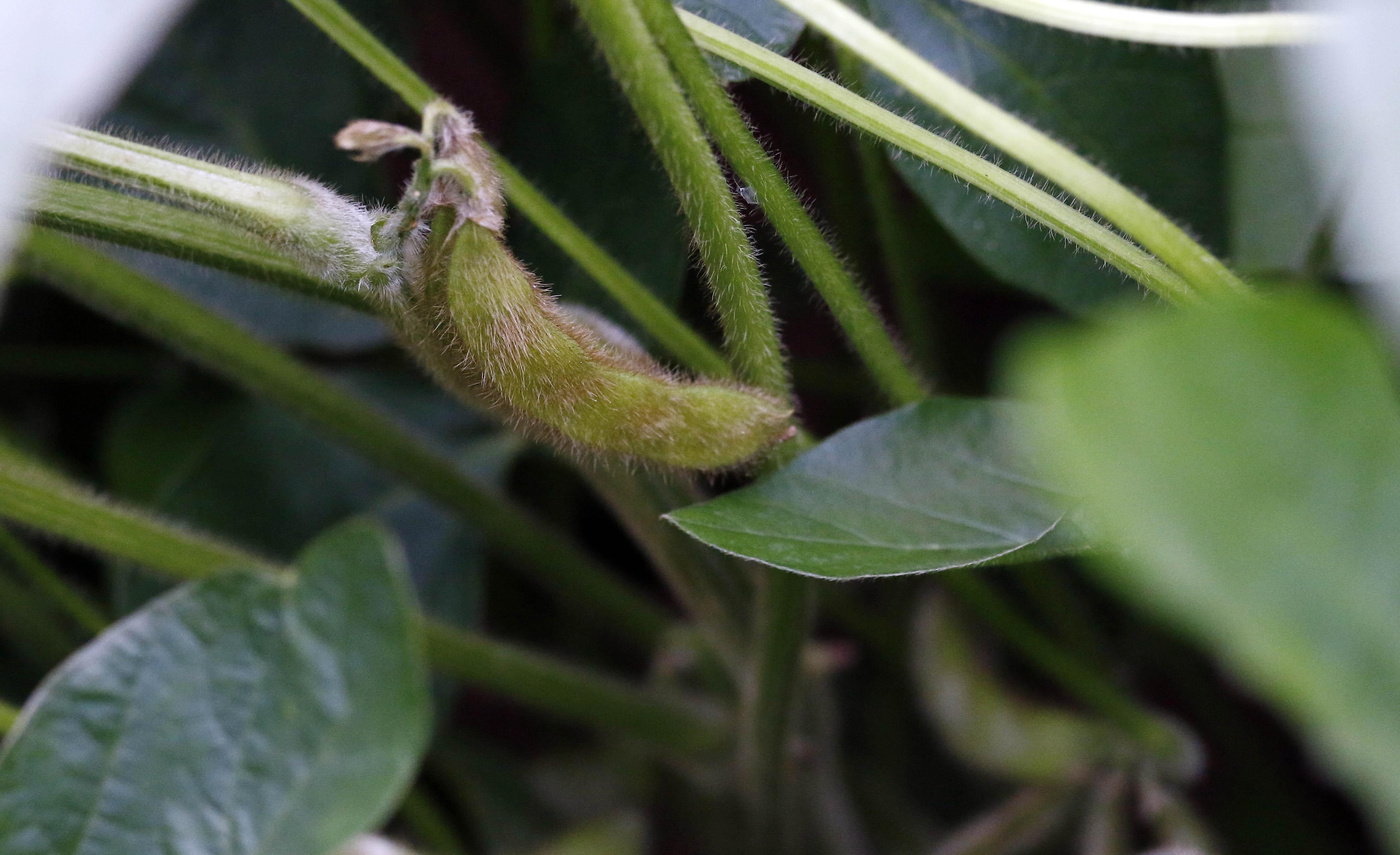 This is a July 13, 2018 photograph of a seedpod in a young soybean plant, one of the crops on The Gaddis Farms in Bolton, Miss.