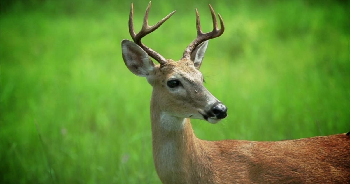 Whitetailed Deer image