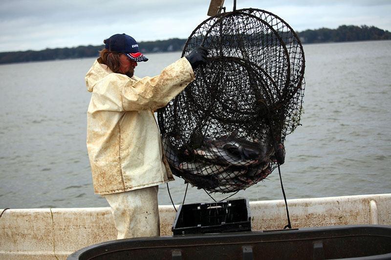 Eatin Blue Catfish