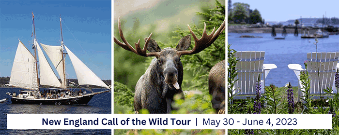 New England Call of the Wild Tour, May 30-June 4, 2023