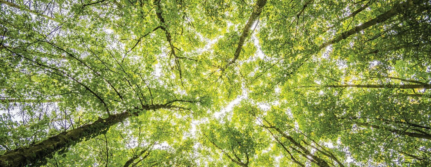 Upward look at green tree canopy in a forest