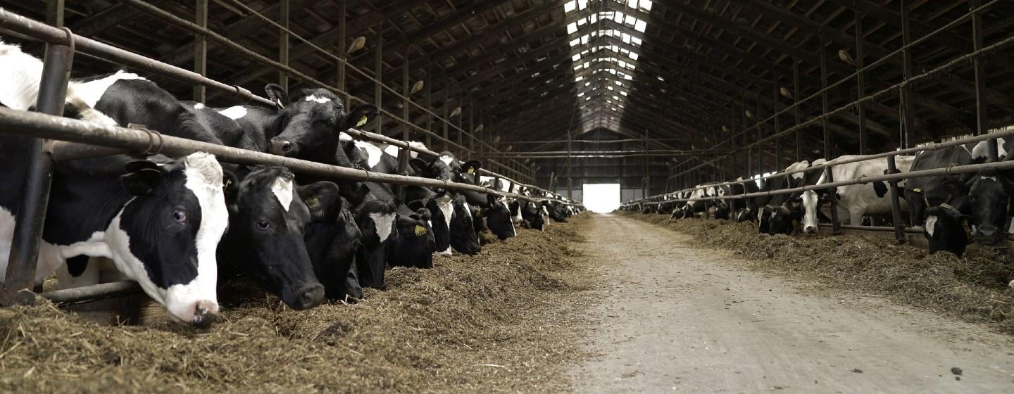 Dairy cows feeding on a farm. (File Photo)