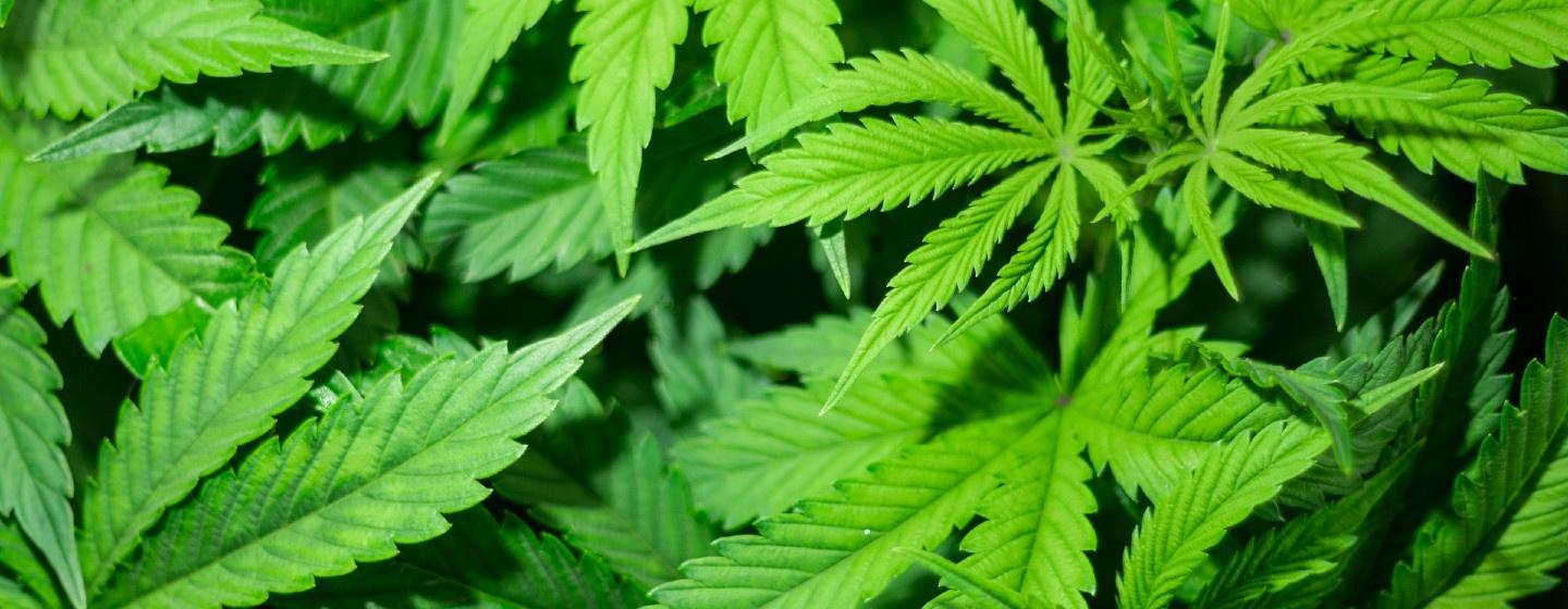 Close up of Marijuana plants