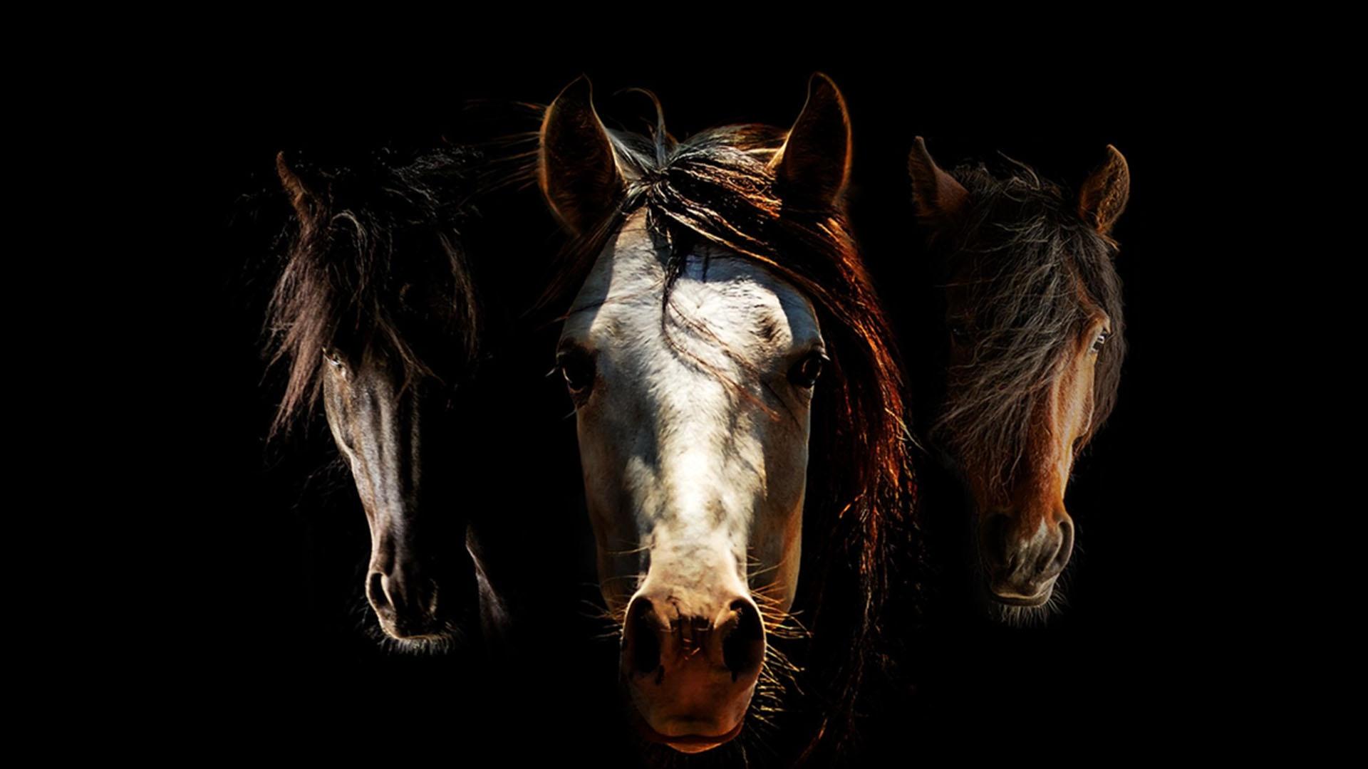 With more than 80,000 wild horses on federal lands and more than 50,000 in government corrals, filmmakers Steven Latham and Conrad Stanley reveal why the protection of America's wild horses is more important than ever.