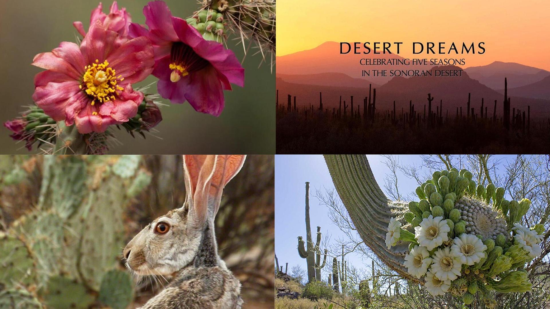 Desert Dreams: 5 Seasons In The Sonoran Desert