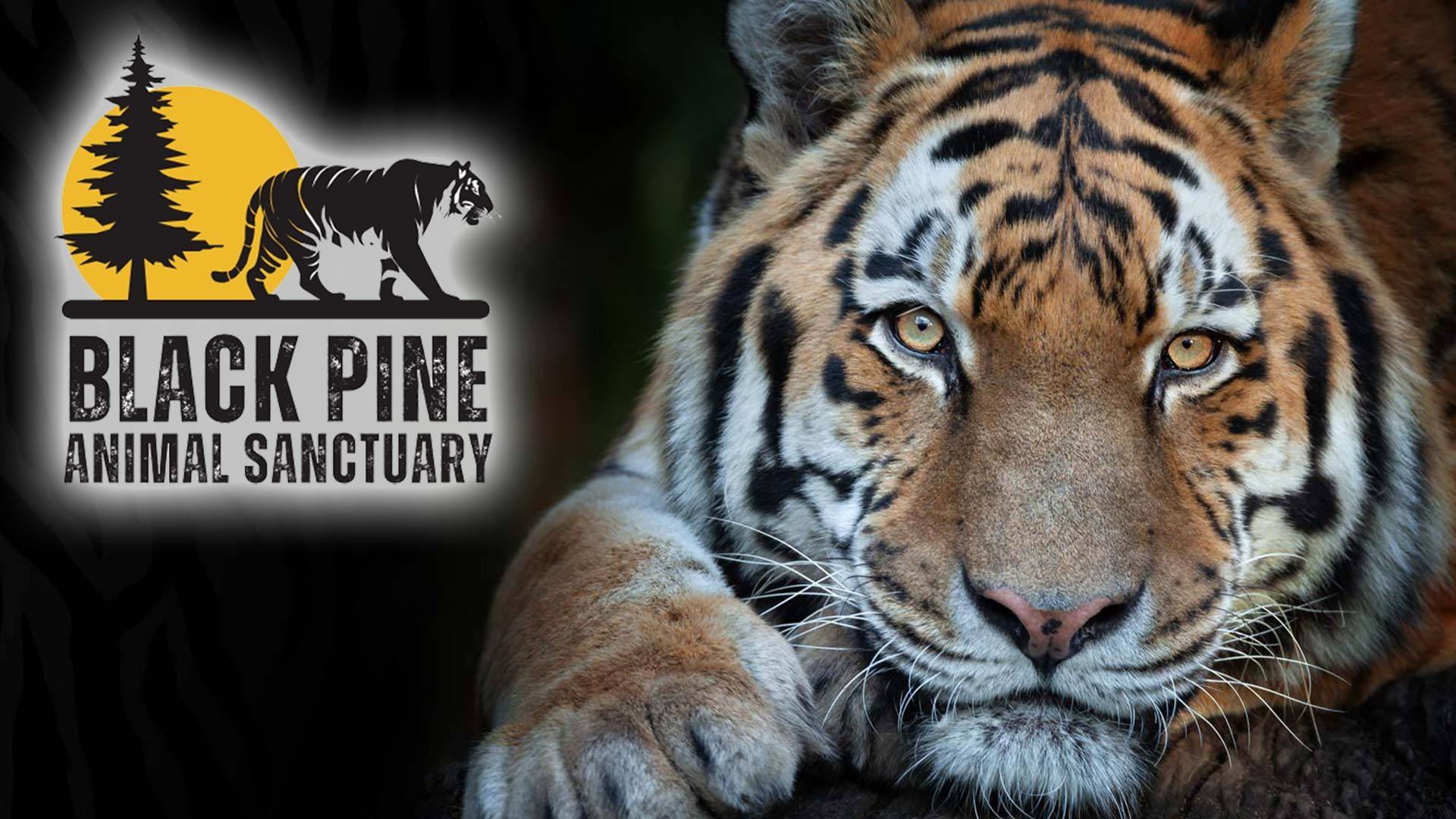 Black Pine Animal Sanctuary