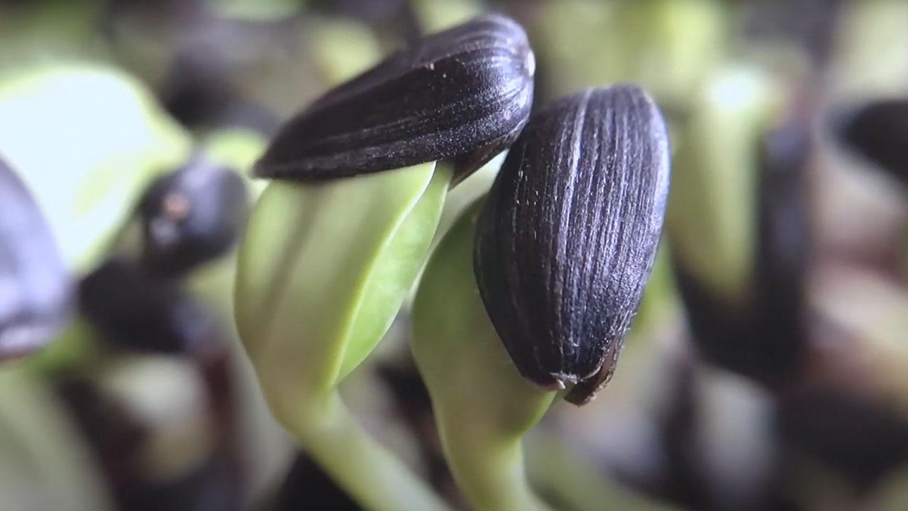 Close-up of a young potted plant