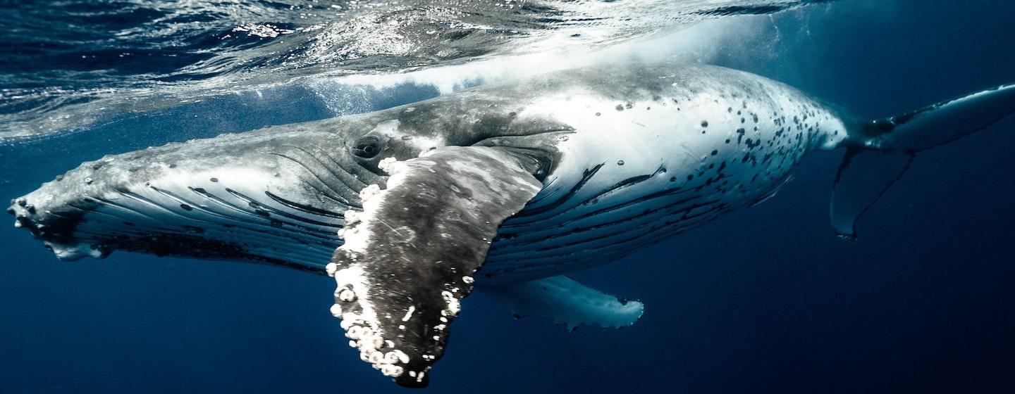 submerged humpback baleen whale in dark water from side looking at camera waving flipper, fin