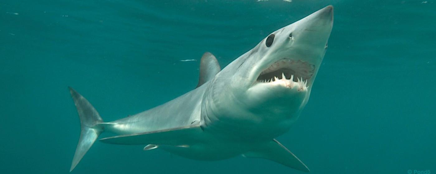 mako shark dilated pupils facing camera big sharp teeth open mouth underwater swimming