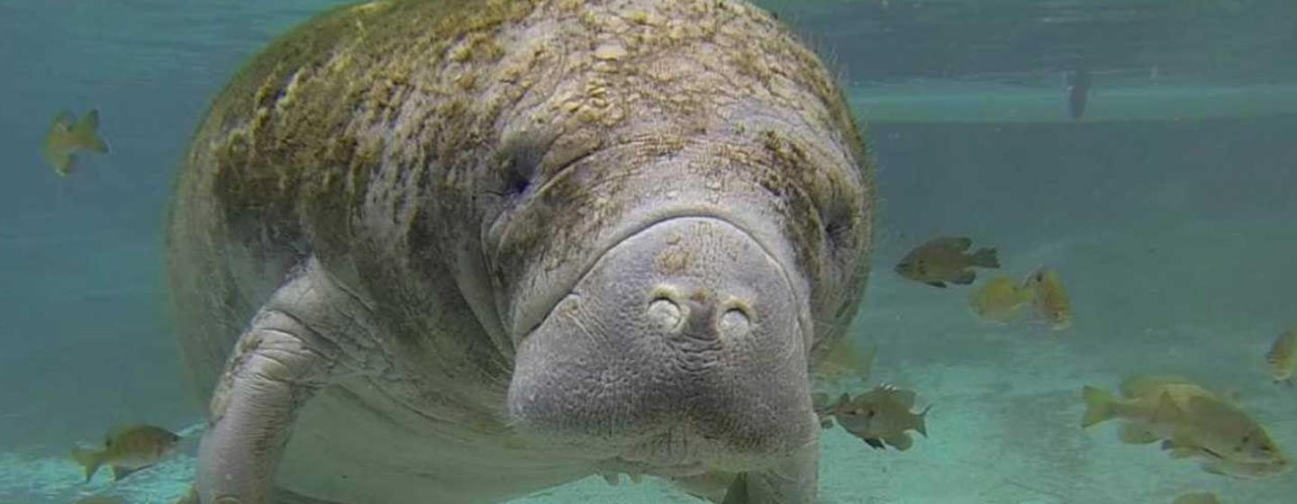 manatee close up underwater msiling at camera