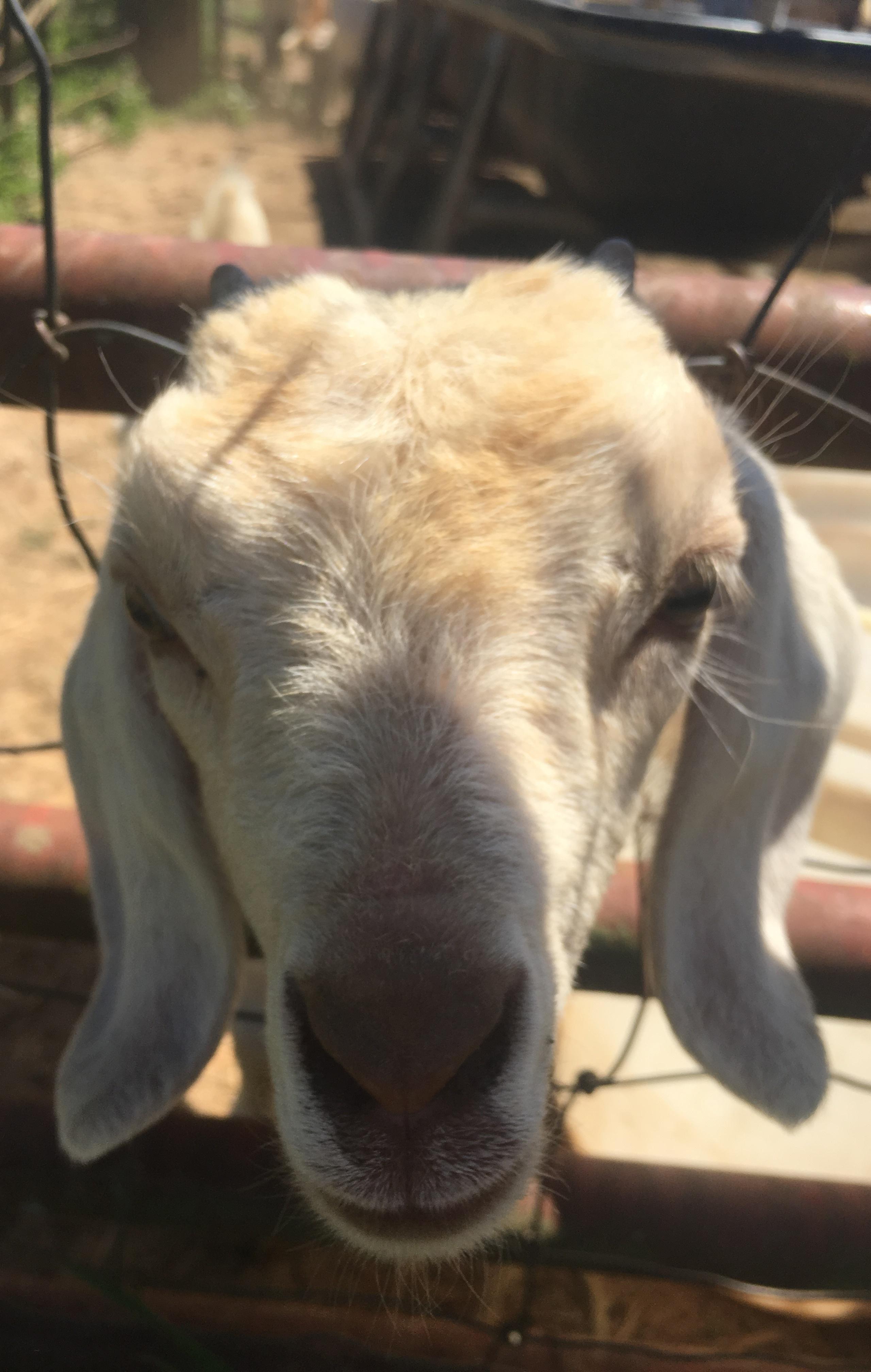 A closeup of a goat's face as their head are stuck between two fence posts