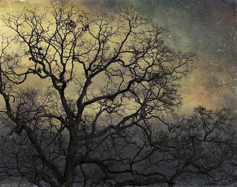 Large bare tree with a starry night background