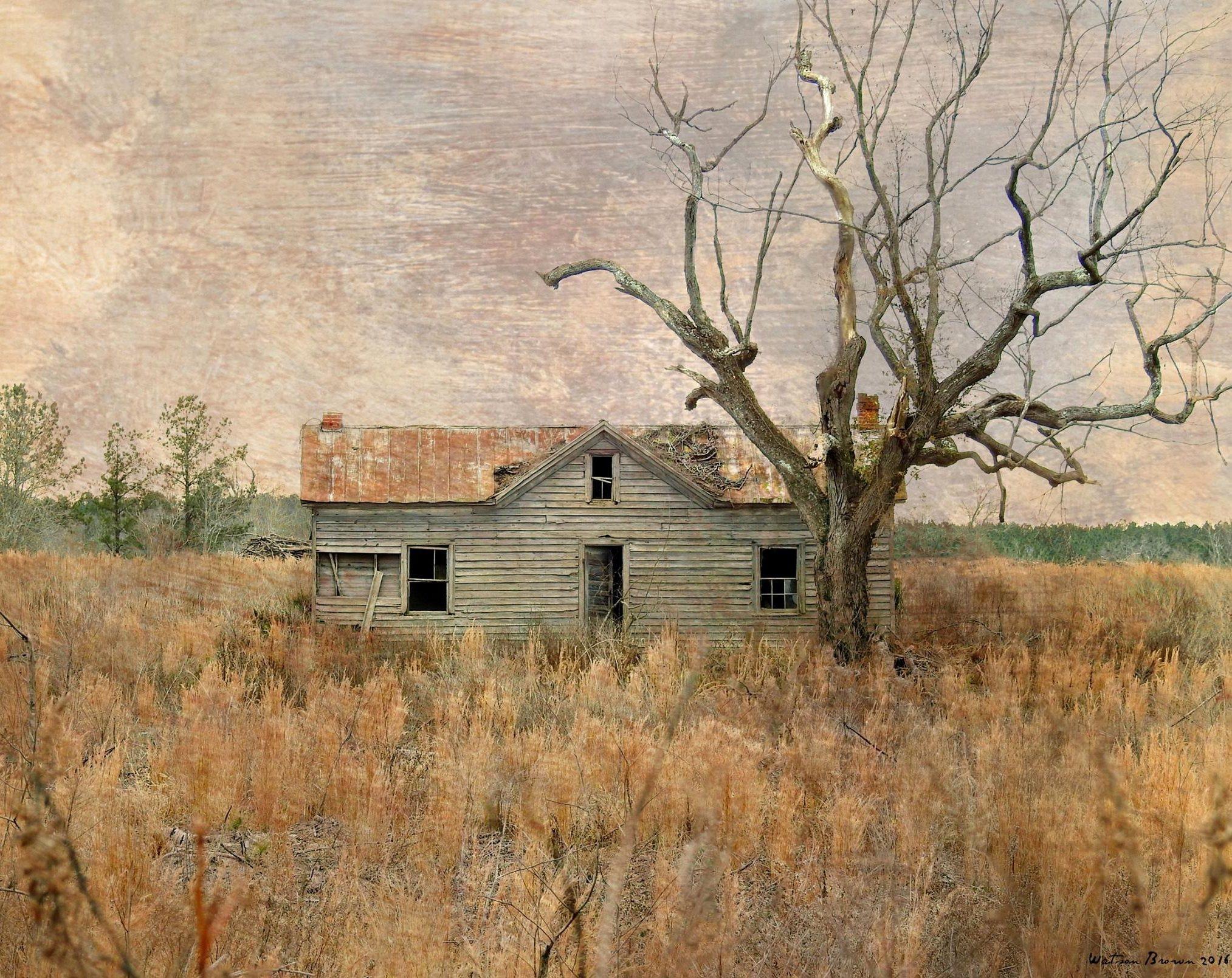 A abandoned house sits in a field of weeds. Next to the house is a large bare tree.