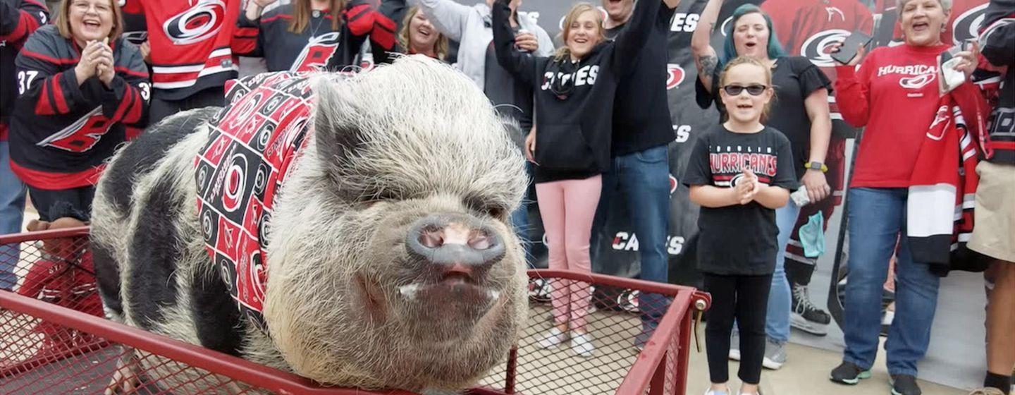 Hamilton the Pig in a wagon with Hurricanes fans