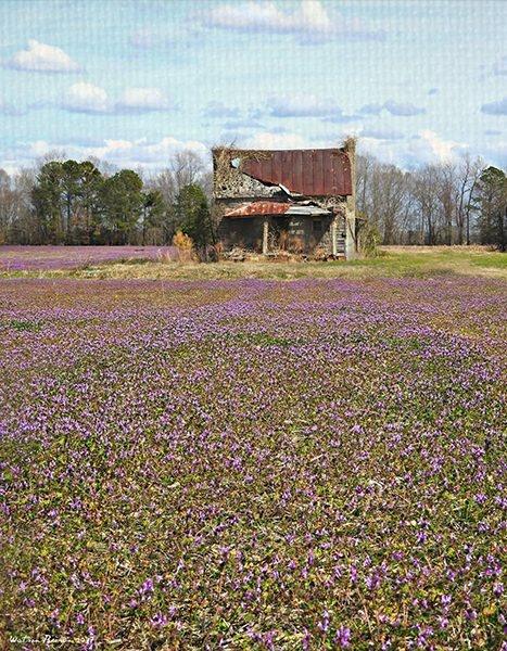 a field of purple flowers with an abandoned building in the background
