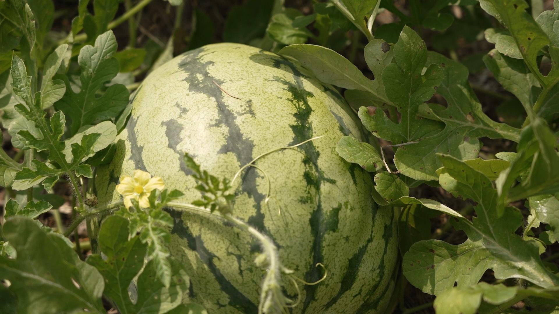 A watermelon in the vines and leaves of its plant.