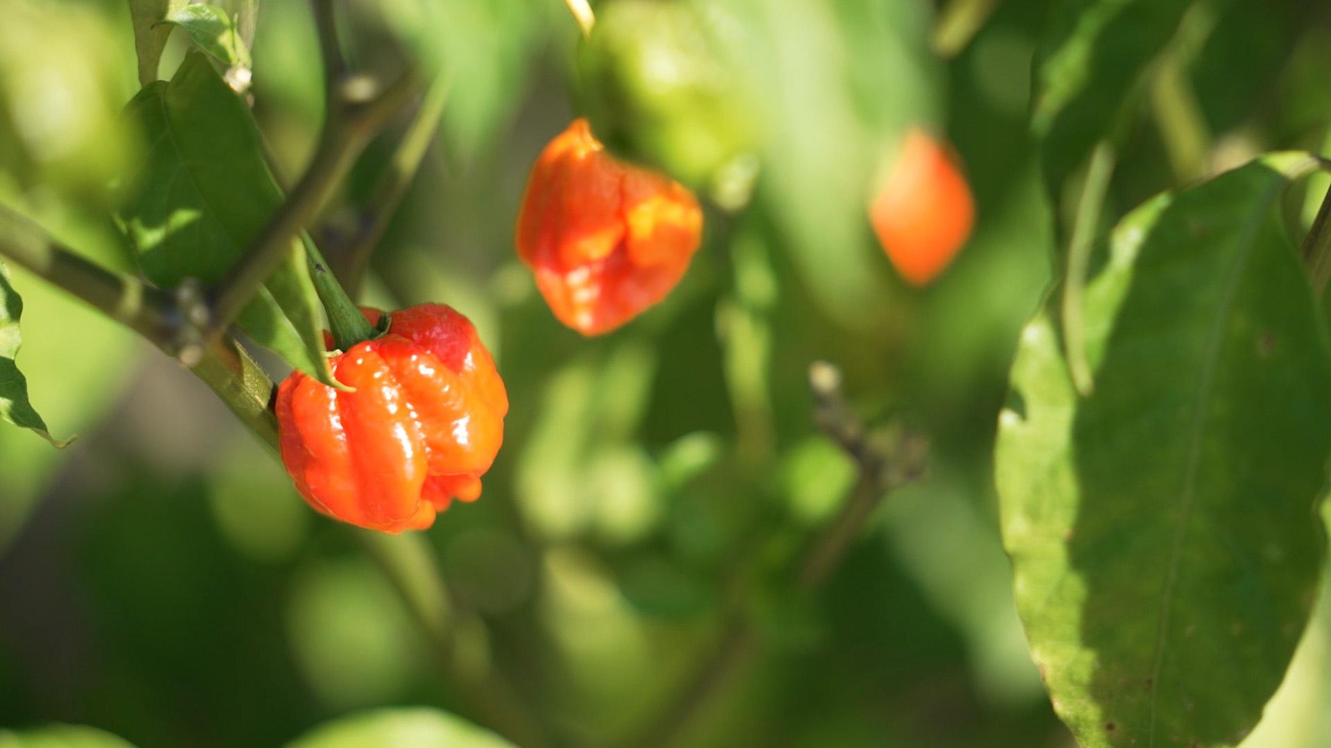 A few orange peppers hanging from their plant.