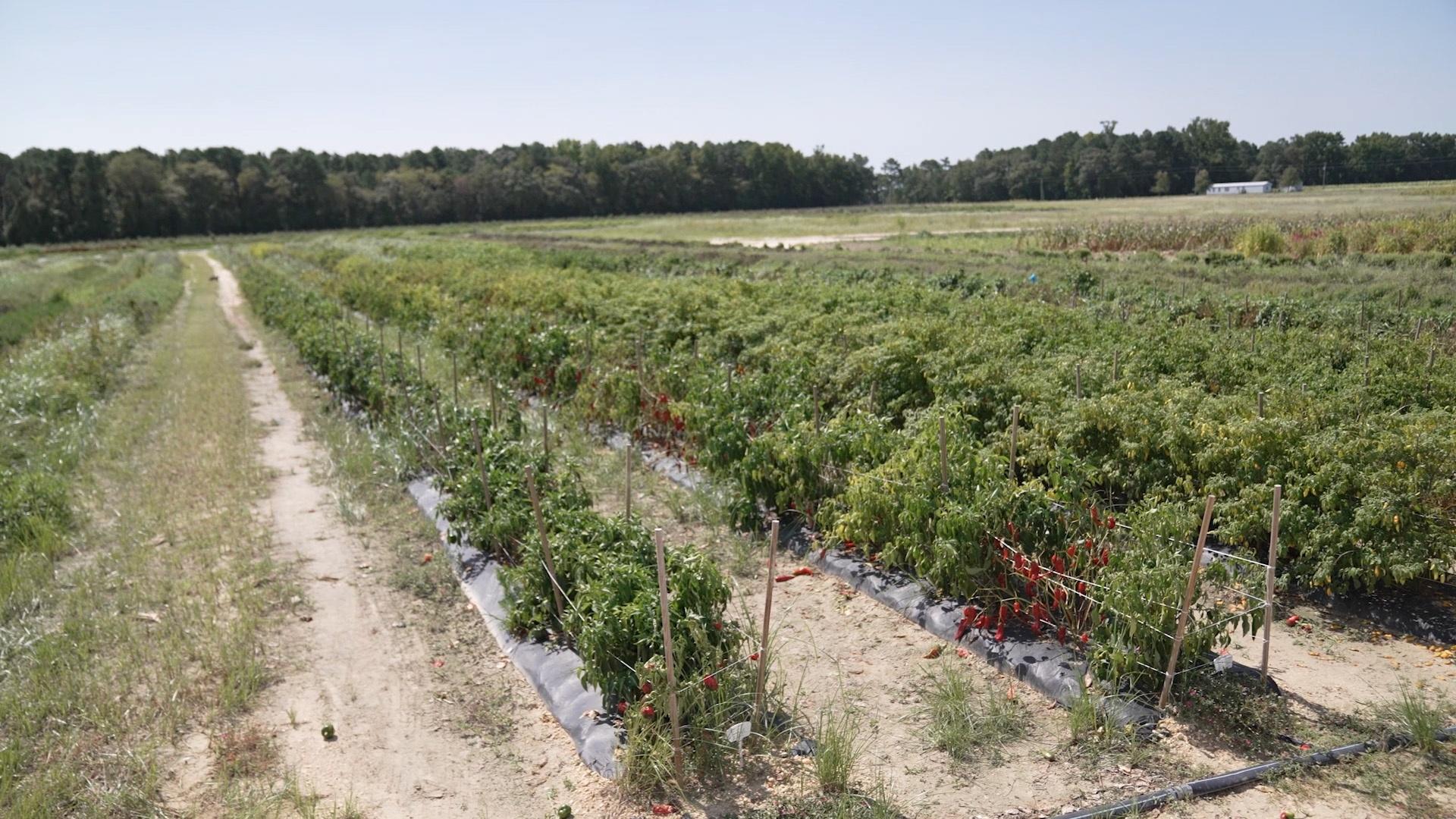 Rows of pepper plants on the Moore family farm.