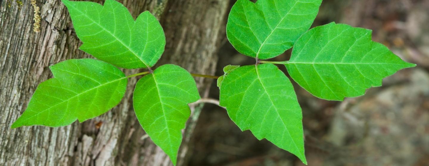 leaves of poison ivy growing on tree trunk
