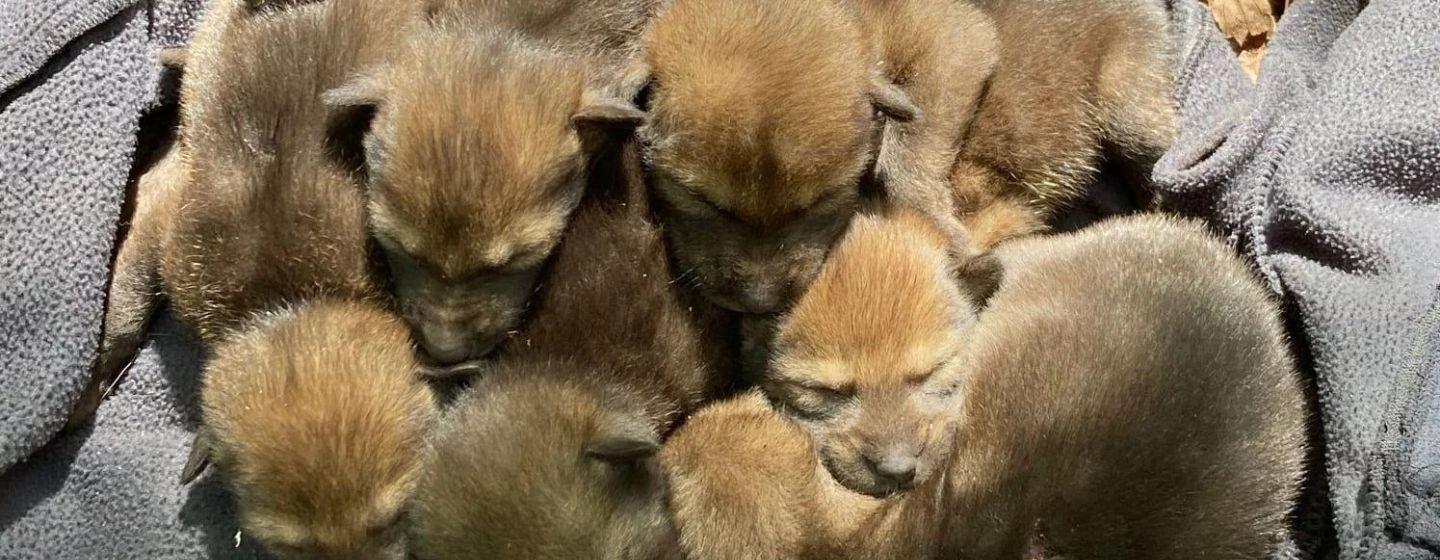 A litter of red wolf pups sleeping and cuddling together on a grey blanket