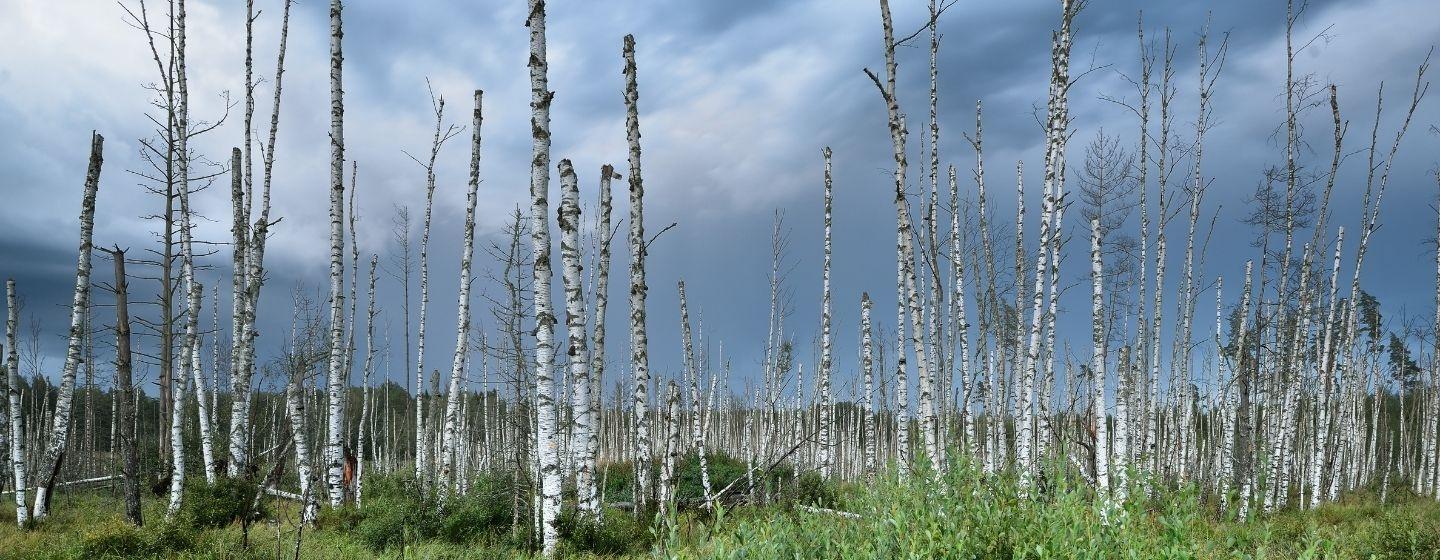 Dead birch trees in swampy grass with a grey skyline.