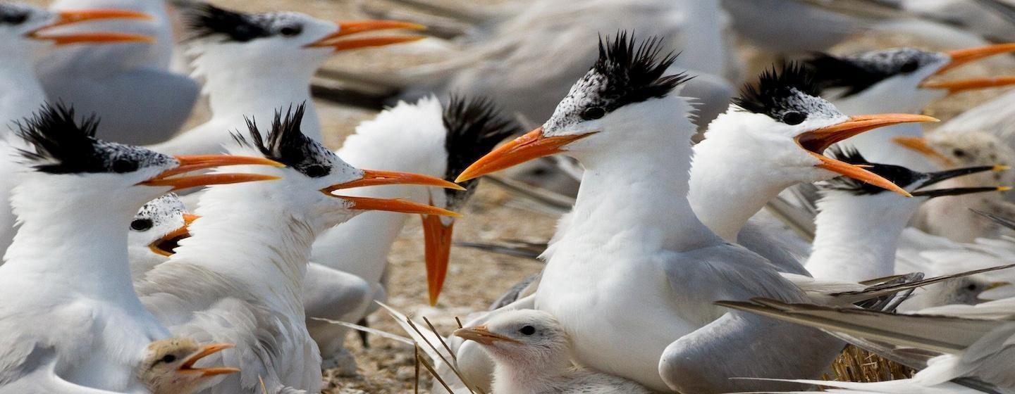 A dense group of Royal Terns gather on a sandy beach. The birds are white with light grey wings. Their faces are speckled black and white with black tufts. Their beaks are long and orange, most of them open, squawking at each other.