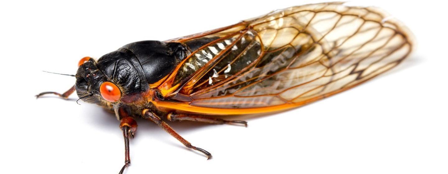 close up of cicada on white table background