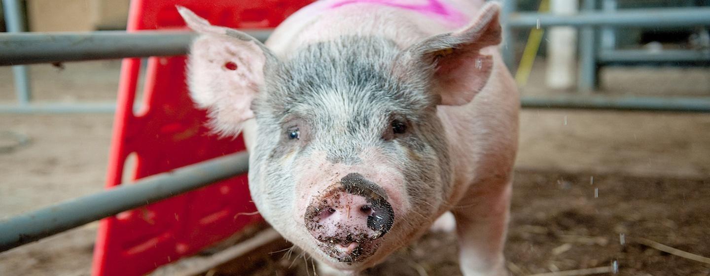 pig in mud in fenced enclosure, hog, pig facing camera, pink, dirty pig, muddy