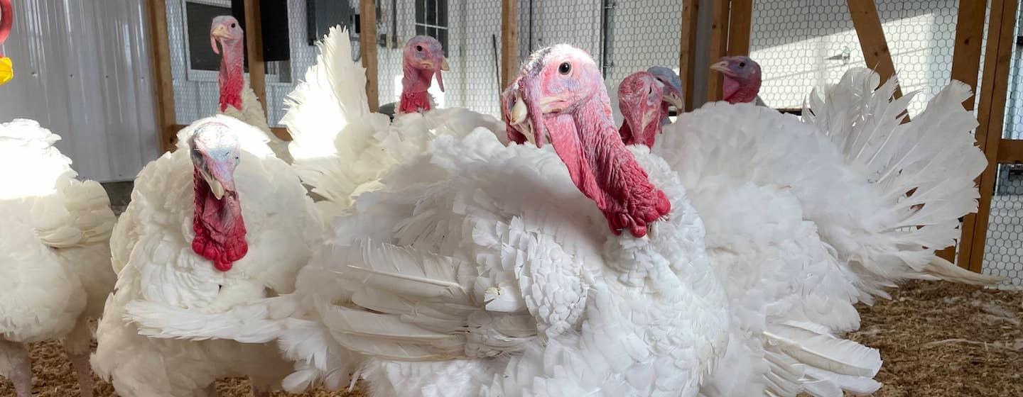 A group of 7 white turkeys with featherless red heads and necks are in a chicken wire pen with straw dust floor. One turkey looks straight into the camera like a sassy supermodel.