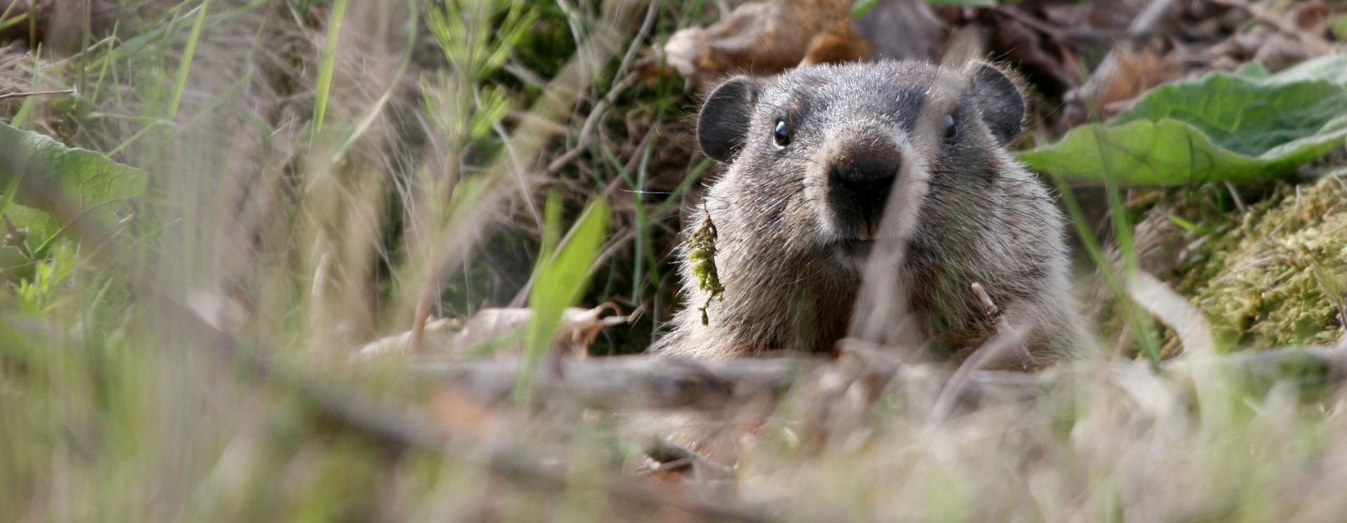 Unlocking the Medical Secrets of Groundhogs | PBS North Carolina