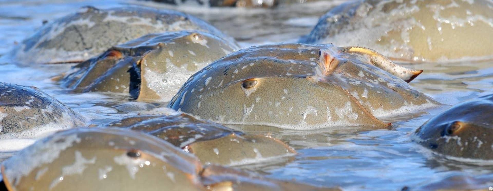 Aquaculture Could Decrease the Medical Industry’s Impact on Horseshoe Crab Populations