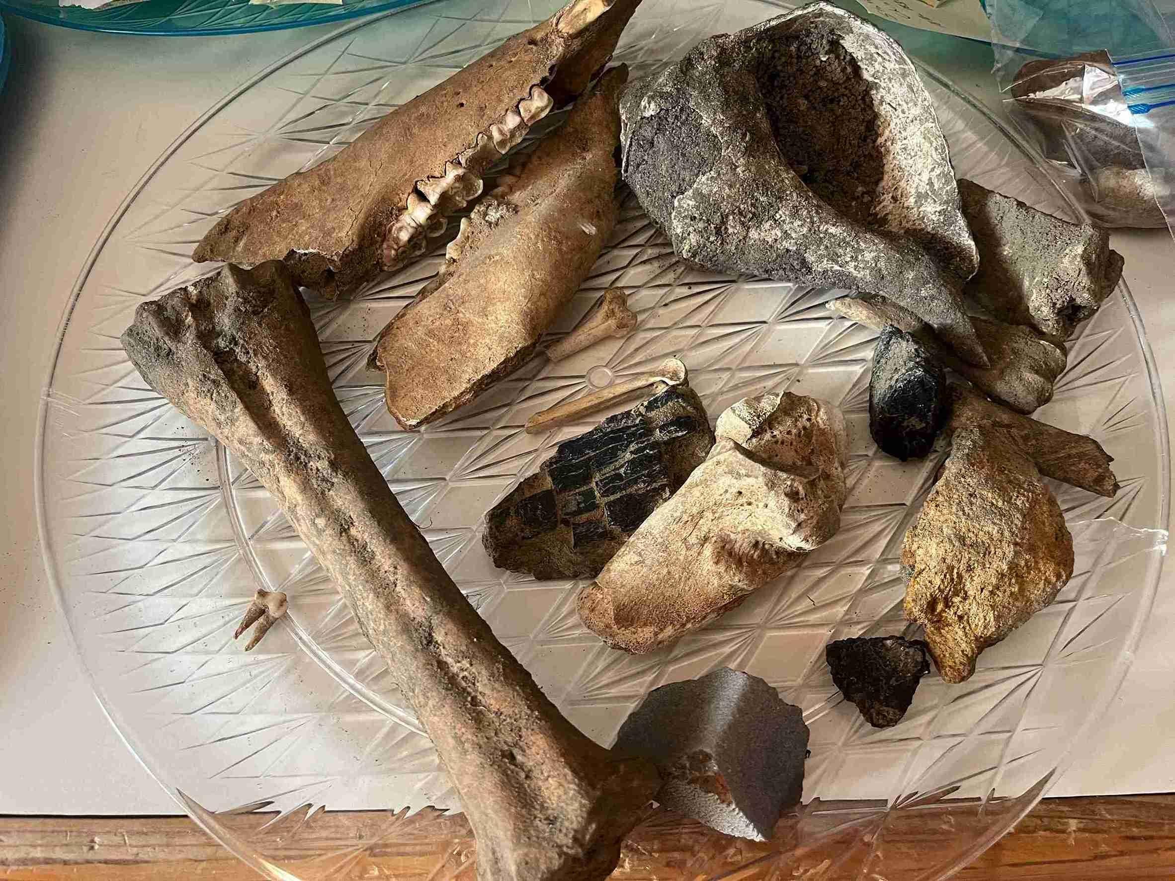 Bones and stone pieces on a plastic platter.